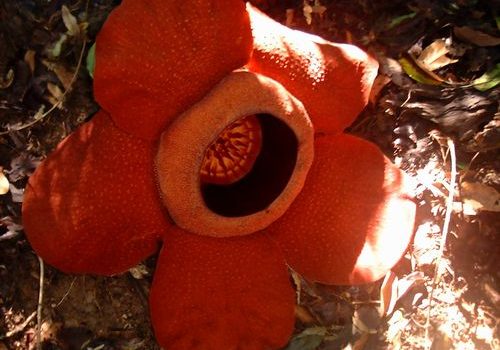 Rafflesia Flower Tour